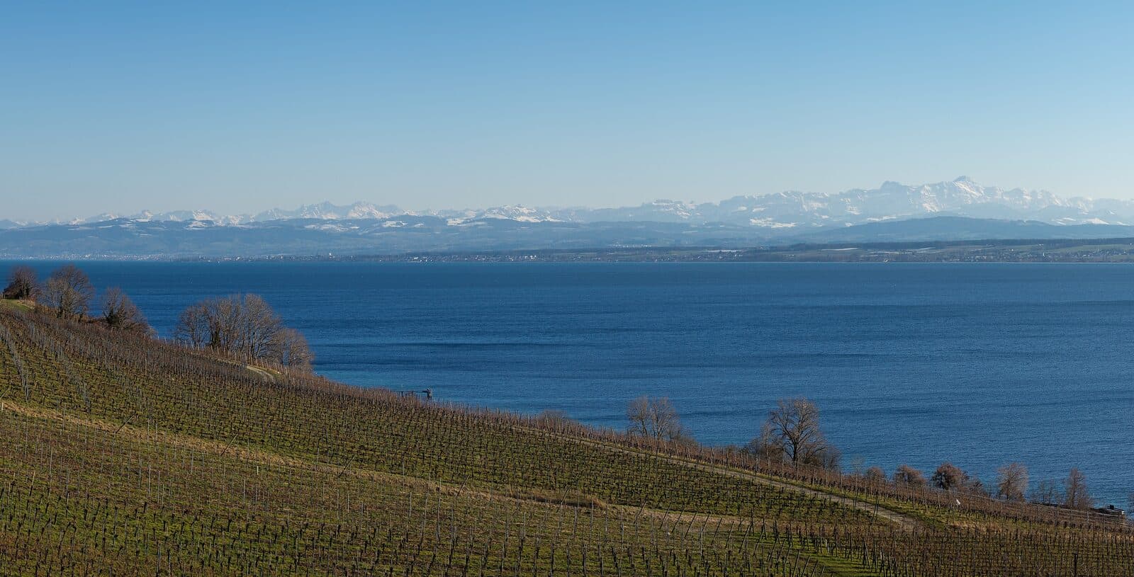 Bodenseeufer mit Obstgärten und Reben im Kanton Thurgau